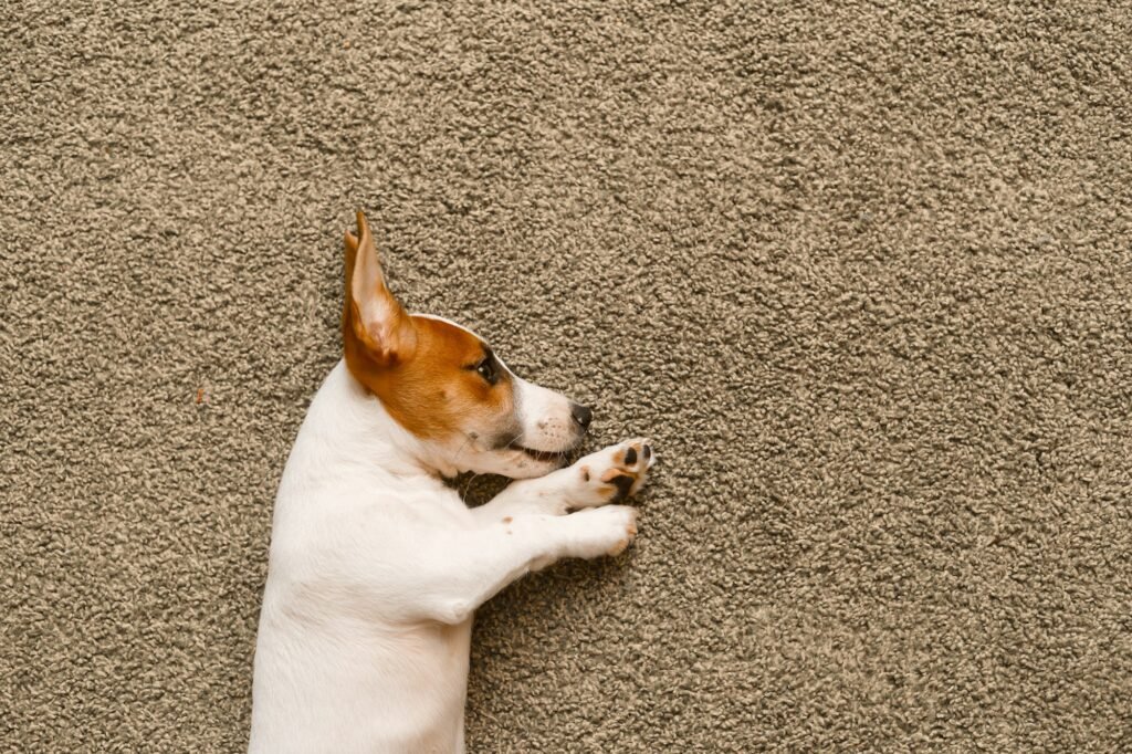 Cute puppy lying on a carpet.